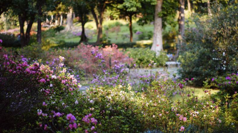 花园里的紫色花海图片