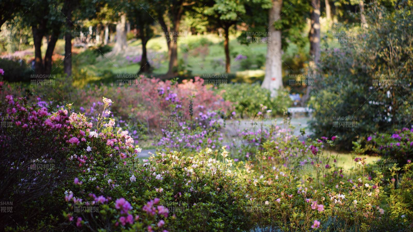 花园里的紫色花海图片