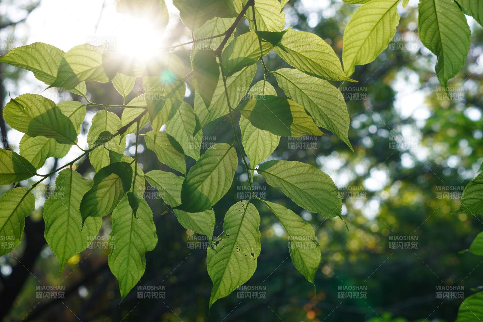 阳光穿透绿叶的瞬间图片