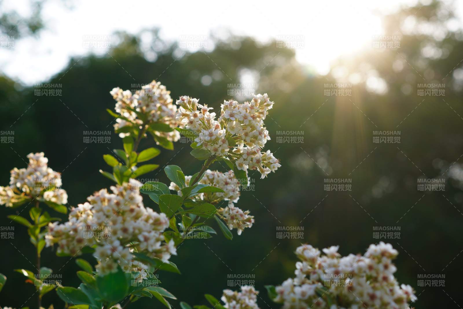 夕阳下的花丛光影图片