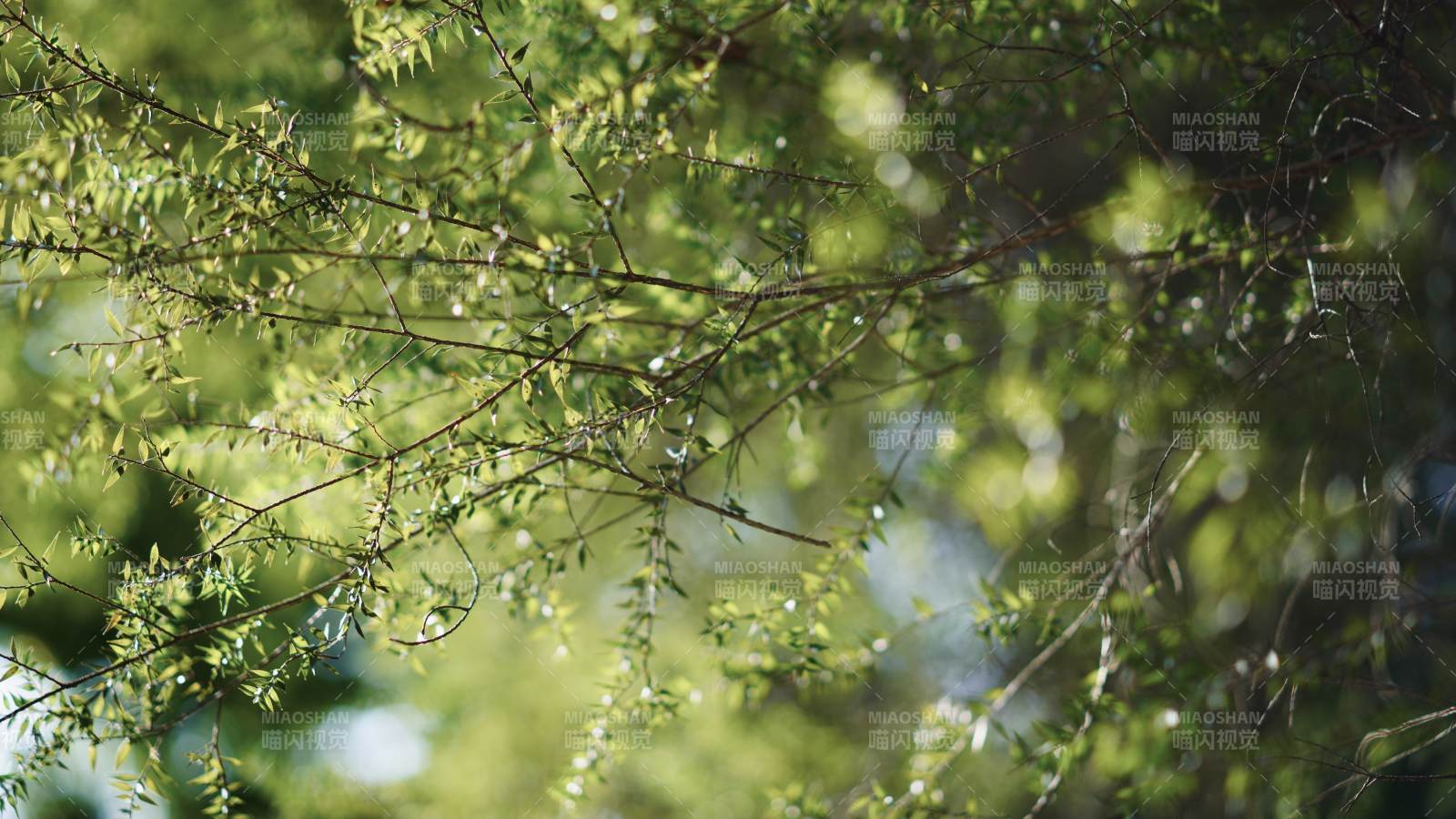 绿叶枝条 光影交错图片