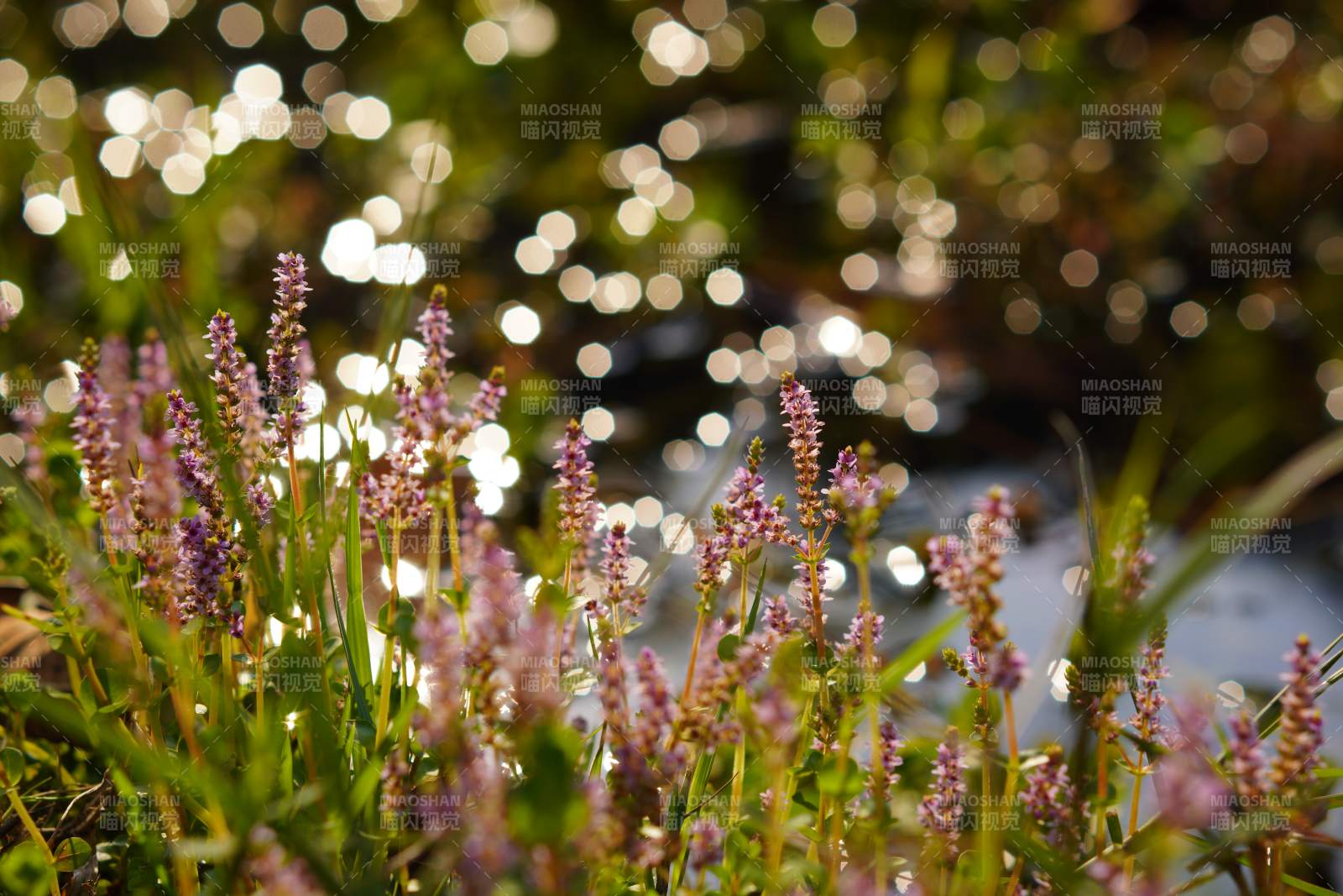 溪边花影映阳光图片