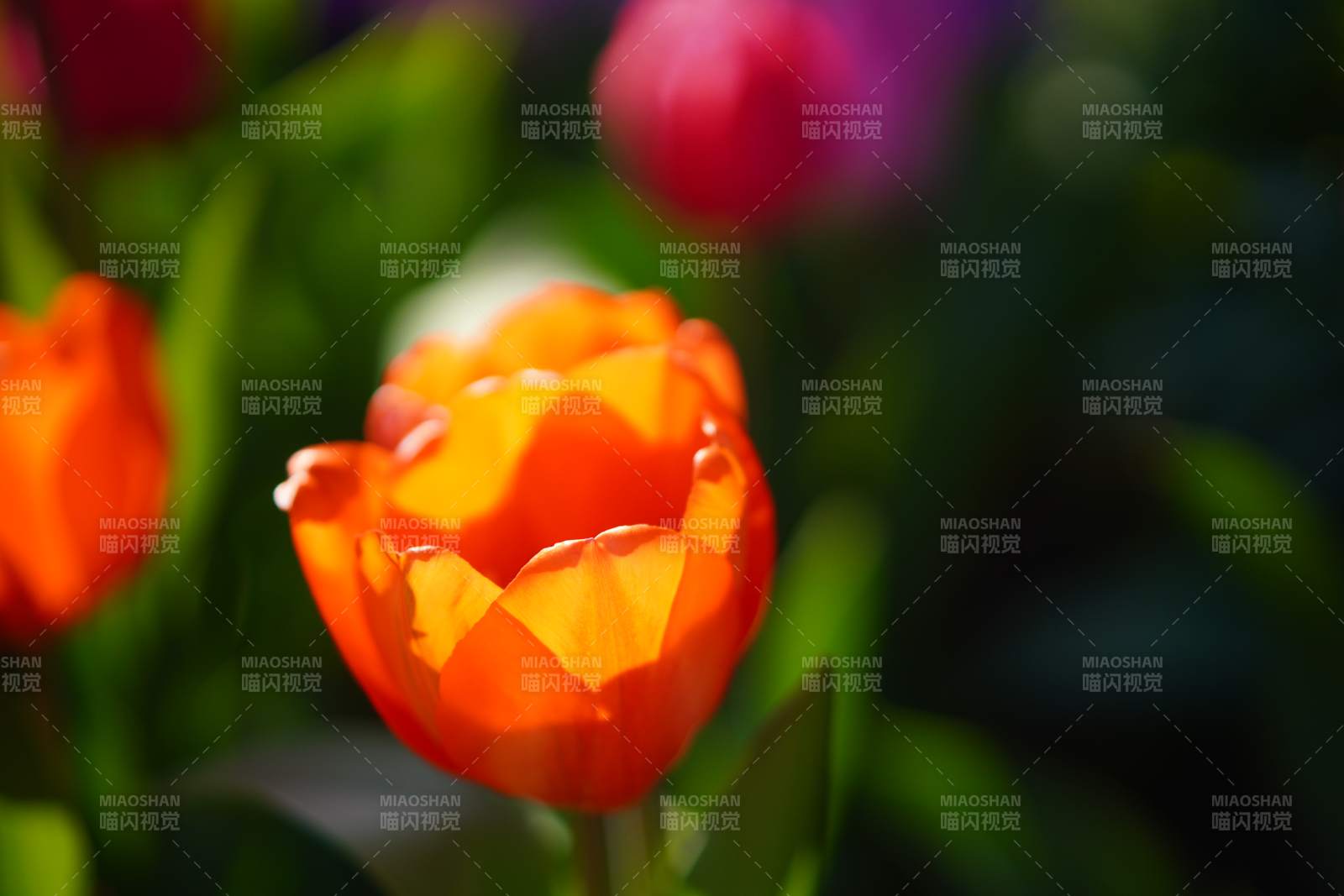 橙色郁金香的明媚时光图片