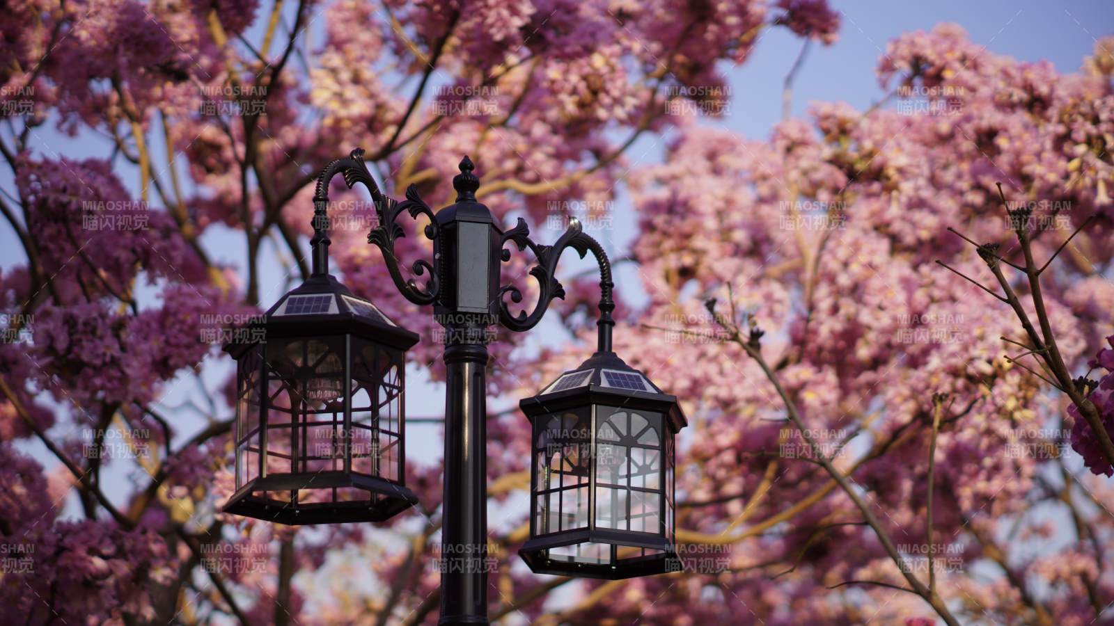 樱花树下的复古路灯图片