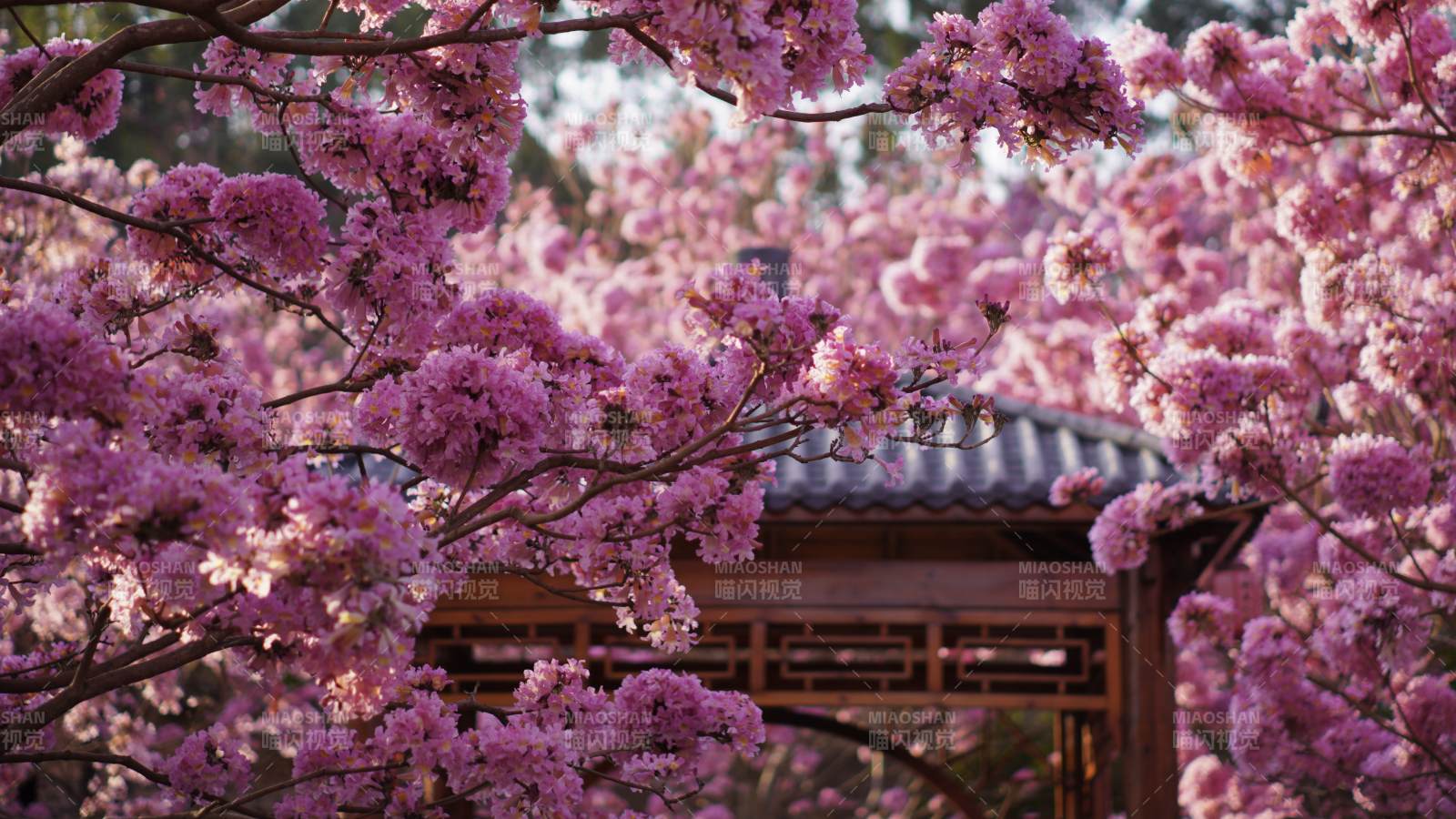 樱花盛开 亭台掩映图片