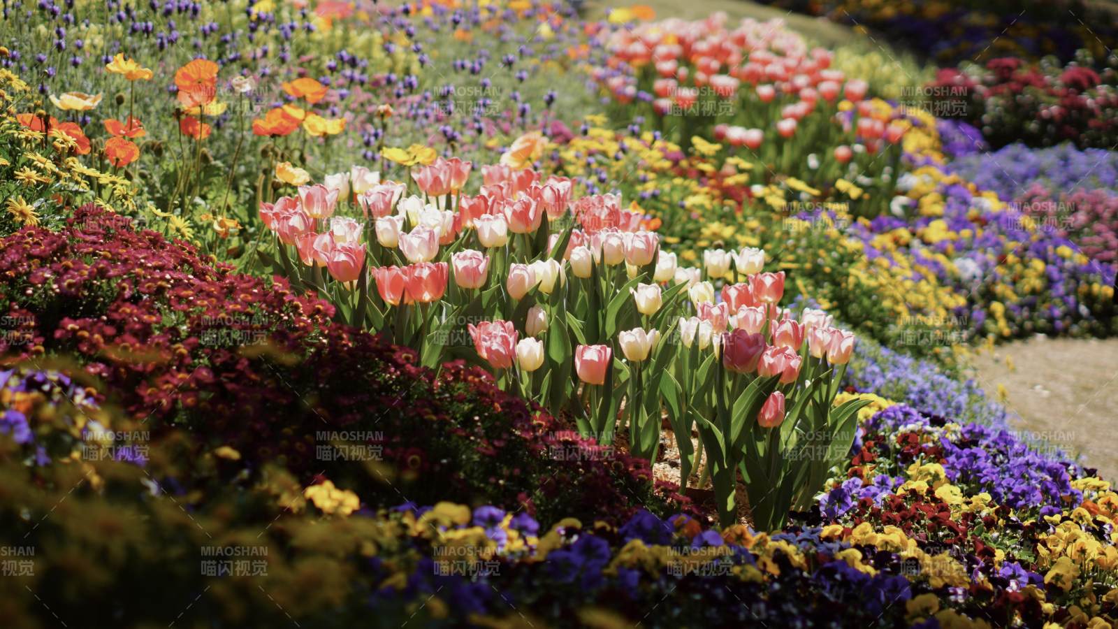 花海绽放 色彩斑斓图片