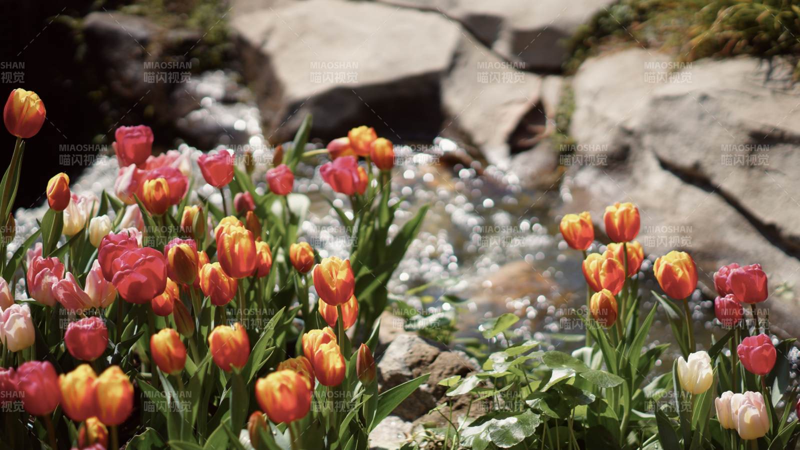 溪边花丛 春意盎然图片