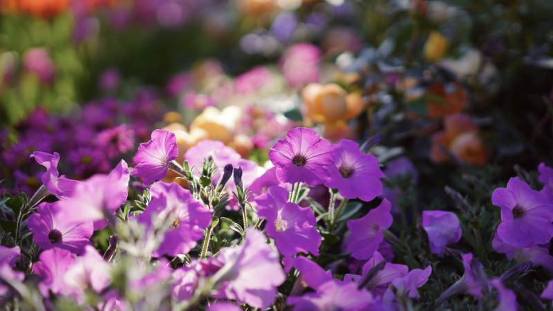 紫色花朵在阳光下绽放图片