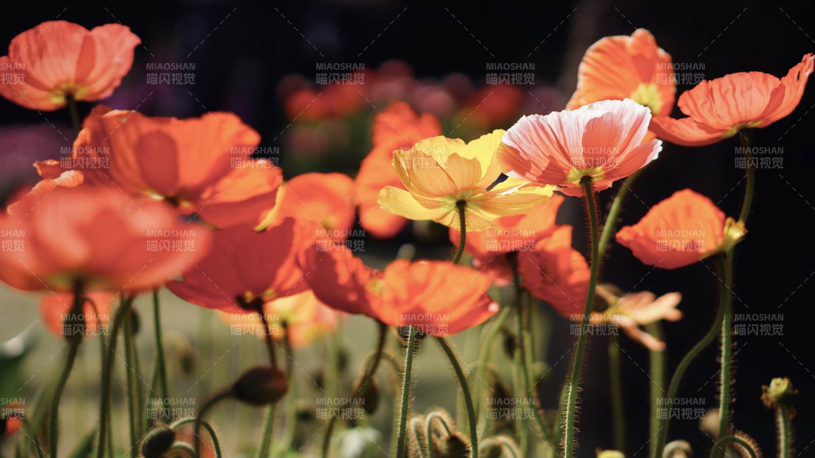 夏日花海 橙红绽放图片