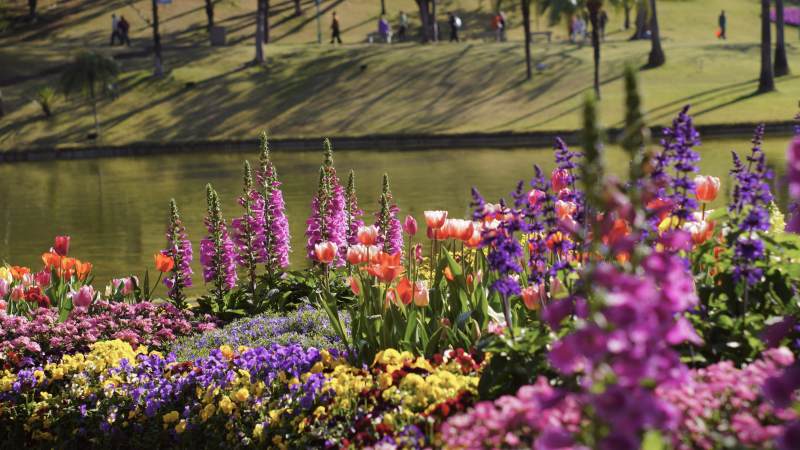 湖畔花海 春意盎然图片