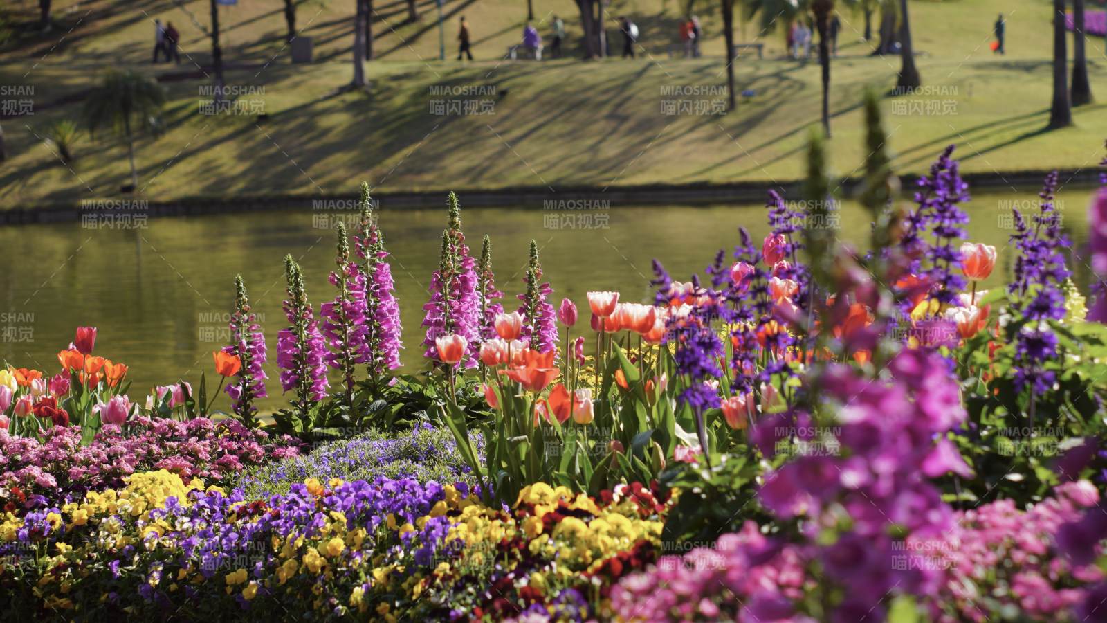 湖畔花海 春意盎然图片