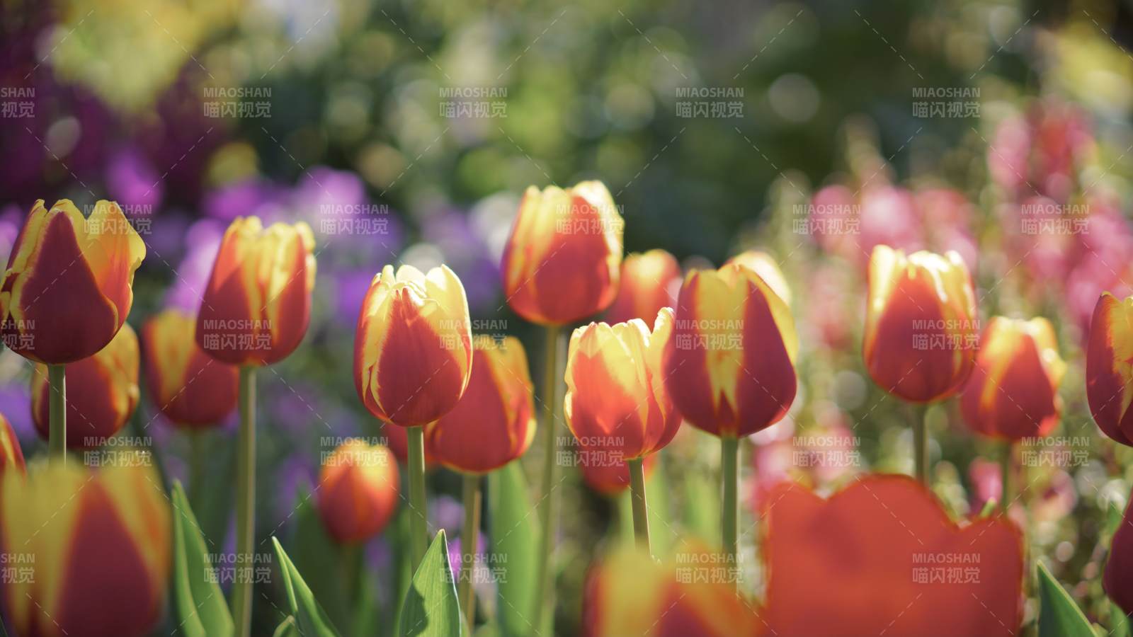 春日花园里的郁金香图片