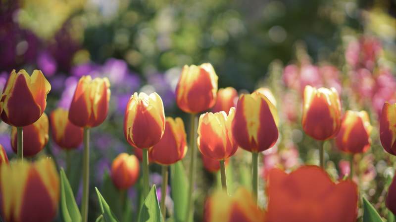 春日花园里的郁金香图片