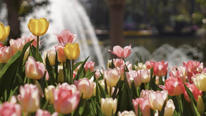 花坛喷泉 春意盎然图片