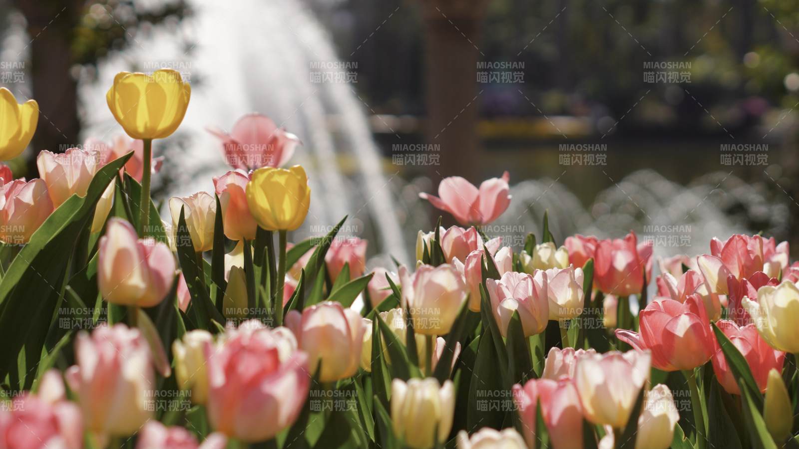 花坛喷泉 春意盎然图片
