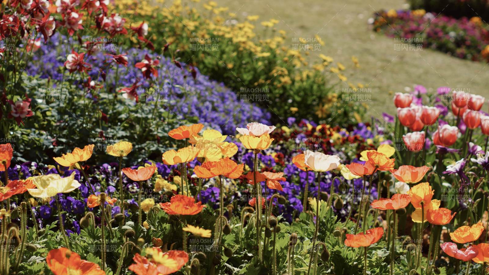 花海绽放 色彩斑斓图片