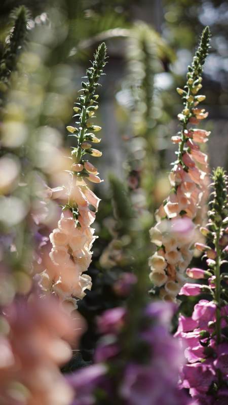 花塔绽放 光影交错图片