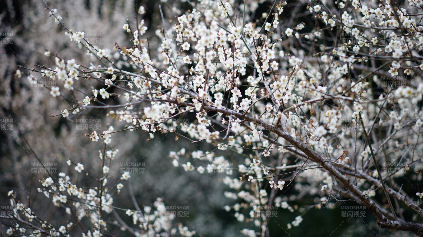 冬日梅花绽放枝头图片