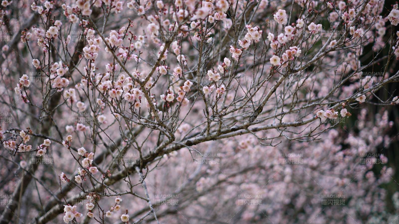 梅花盛开 枝头繁花似锦图片