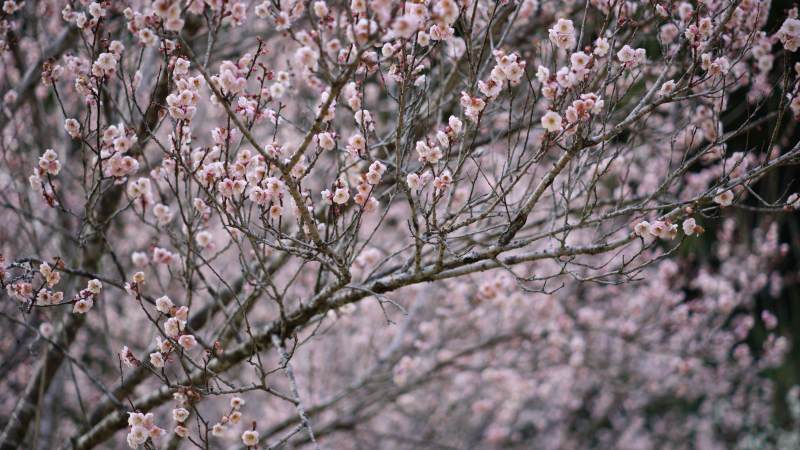 梅花盛开 枝头繁花似锦图片