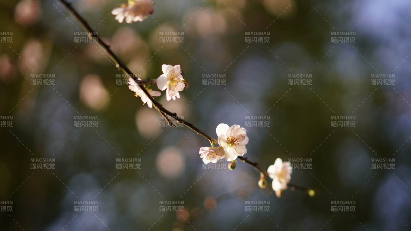 春日枝头绽放的花朵图片