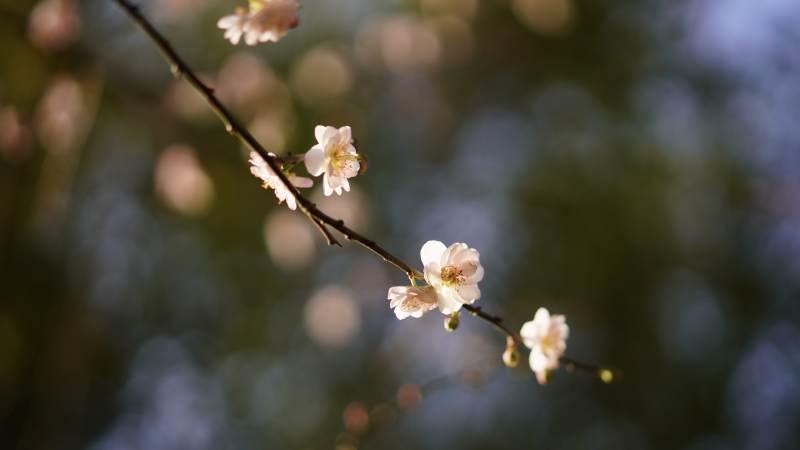 春日枝头绽放的花朵图片