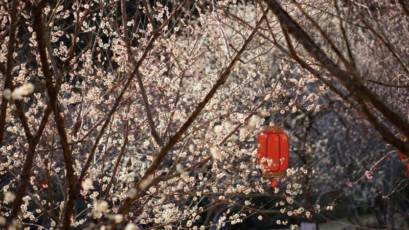 红灯笼映衬梅花盛开图片