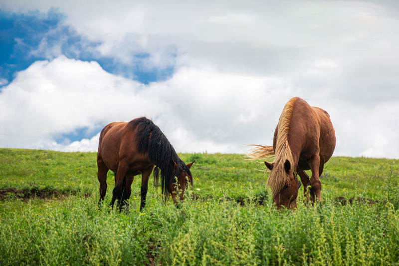 草原上的两匹马图片