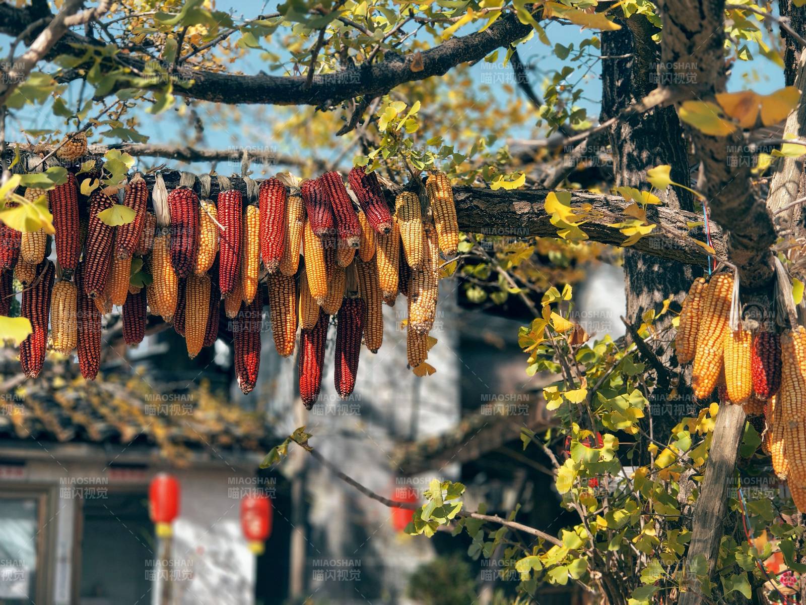 秋日树上挂满玉米穗图片