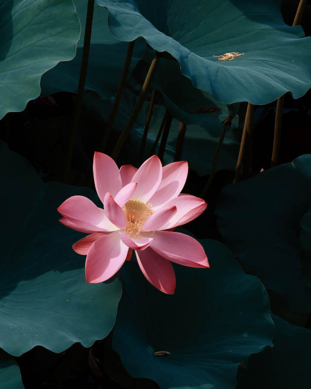 池中莲花静谧绽放图片