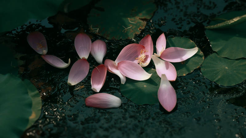落水莲花 静谧之美图片