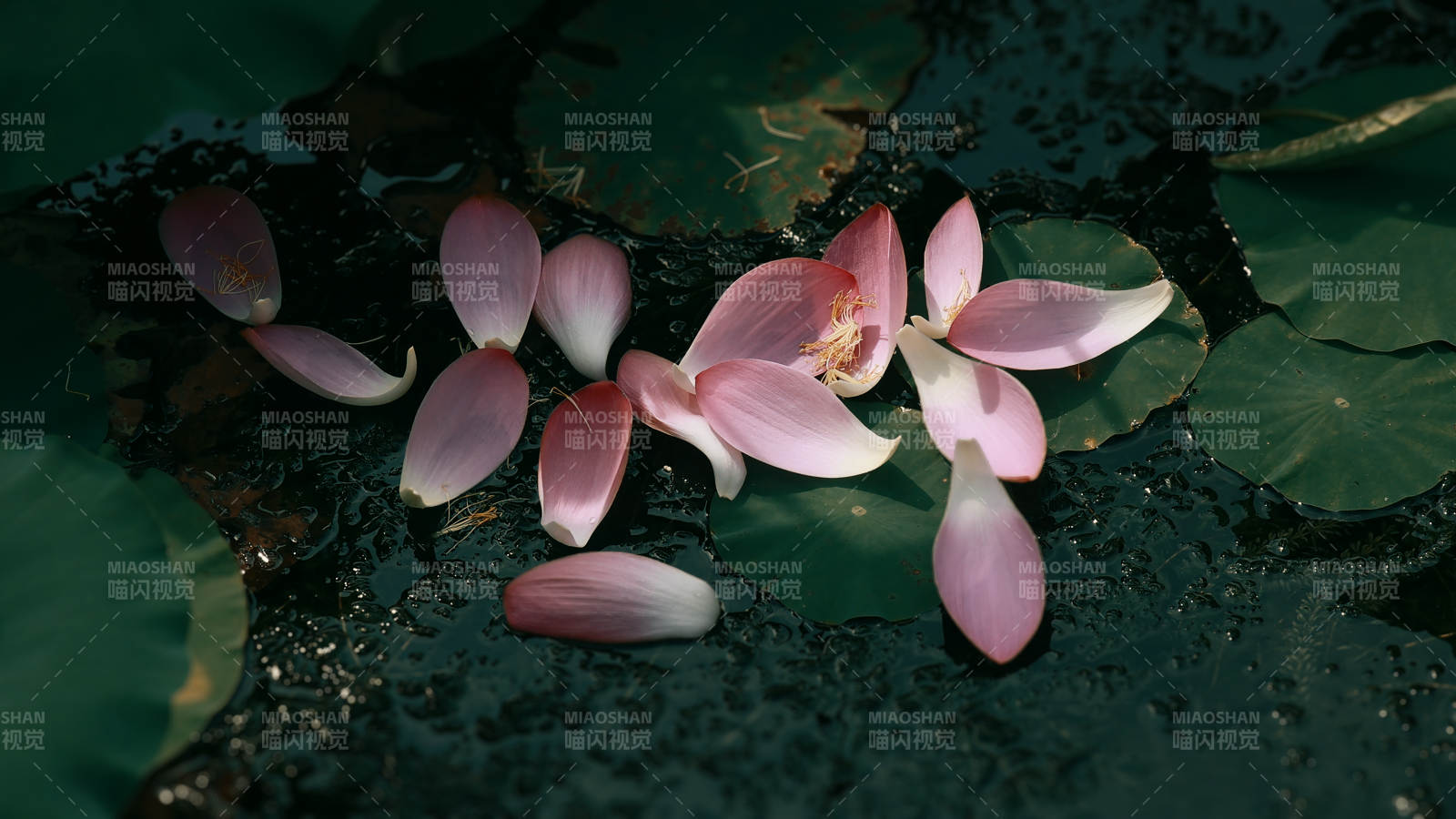 落水莲花 静谧之美图片