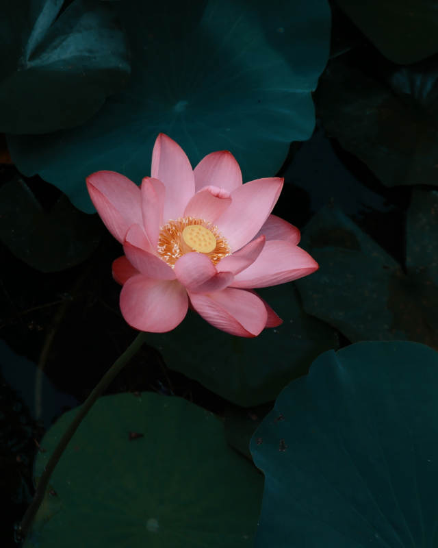 静谧池塘中的粉莲绽放图片