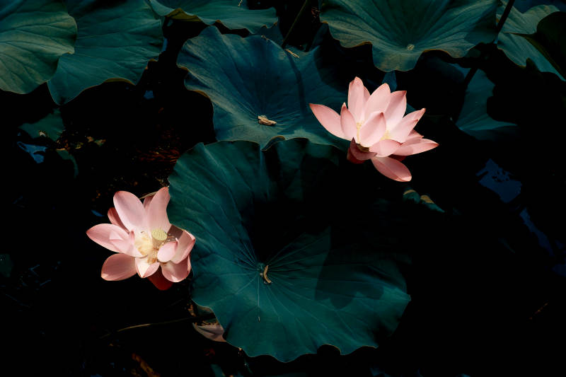 池中双莲映翠叶图片