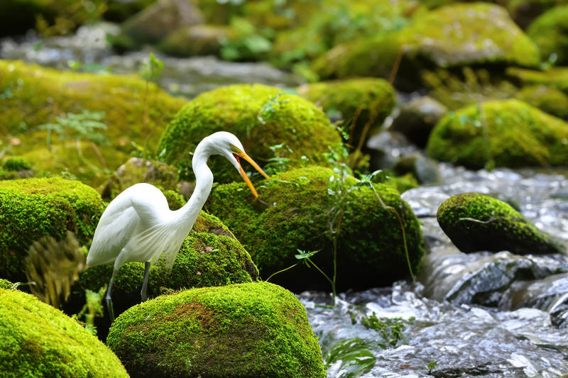 白鹭栖息于青苔溪流旁图片