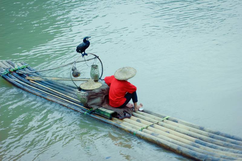 竹筏上的渔夫与鸬鹚图片