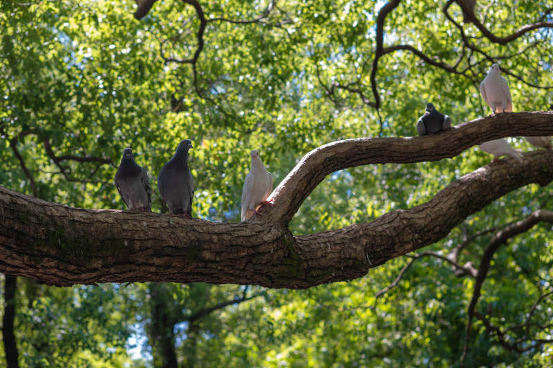 树上栖息的鸽子群图片