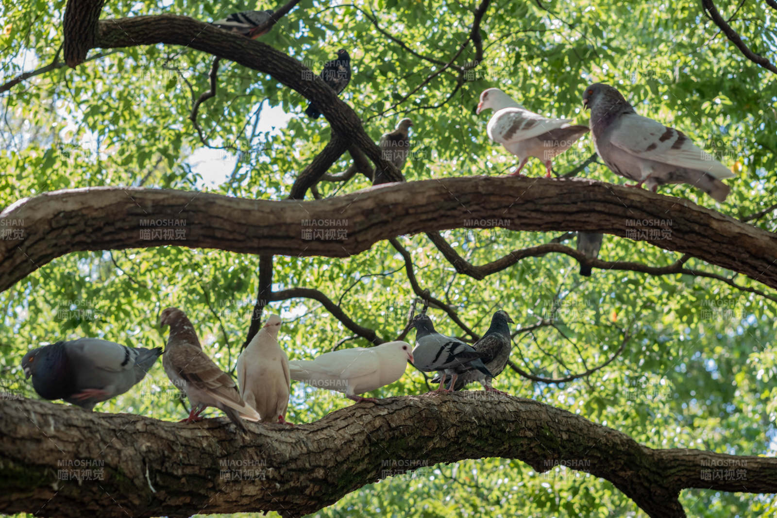 树上的鸽子群图片