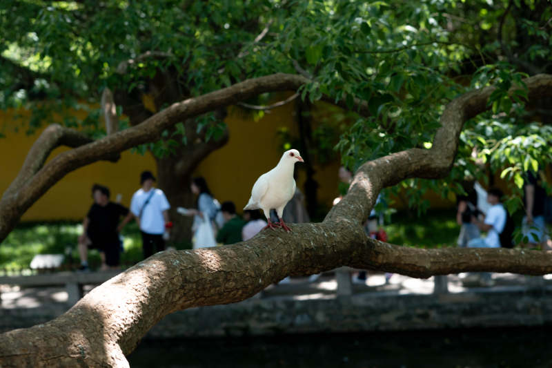 树上白鸽 绿荫相伴图片