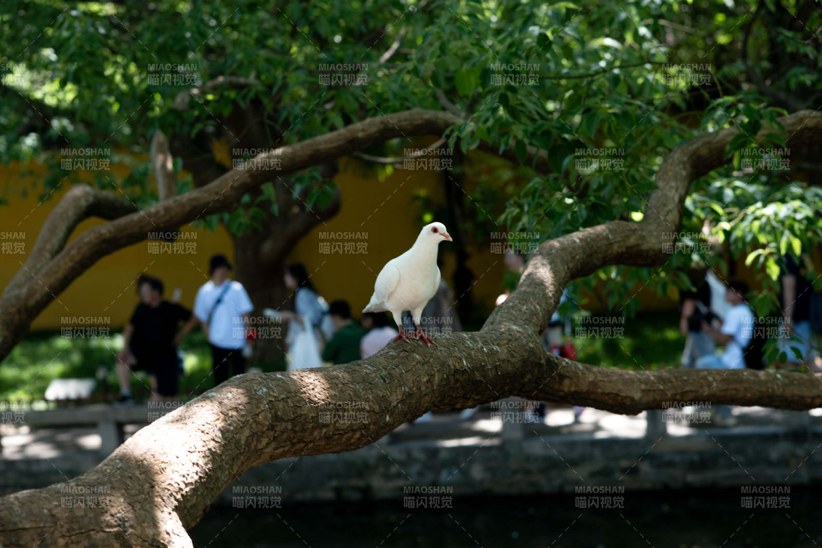 树上白鸽 绿荫相伴图片
