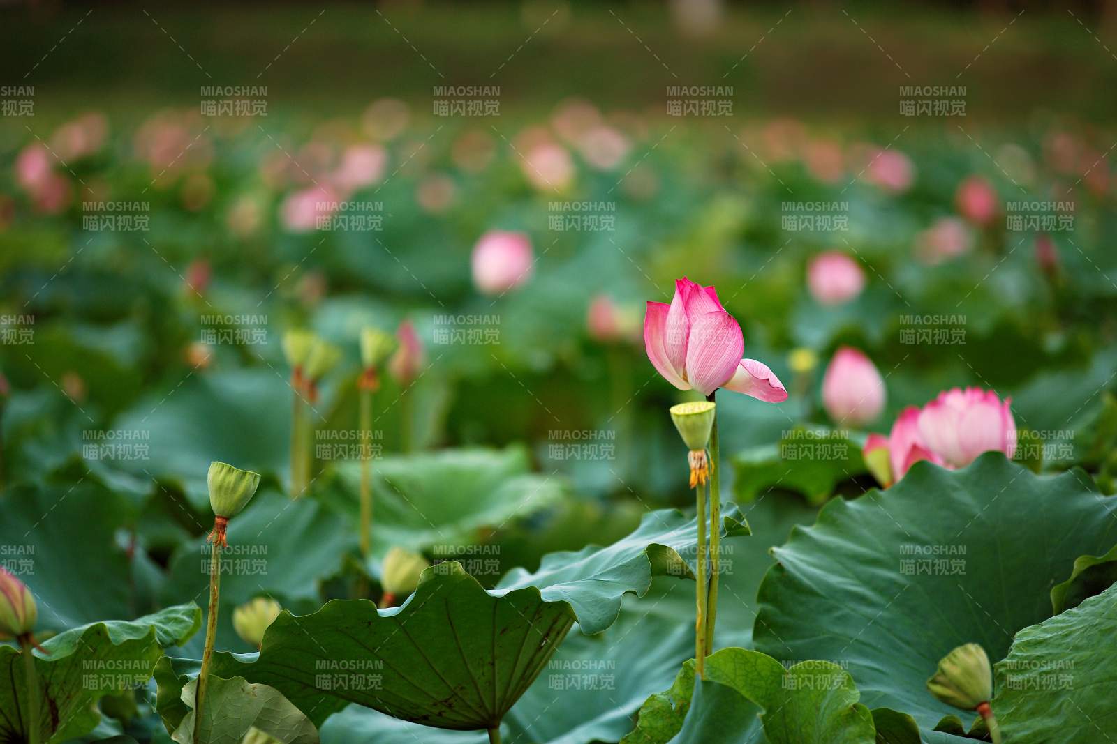 荷塘月色 莲花盛开图片