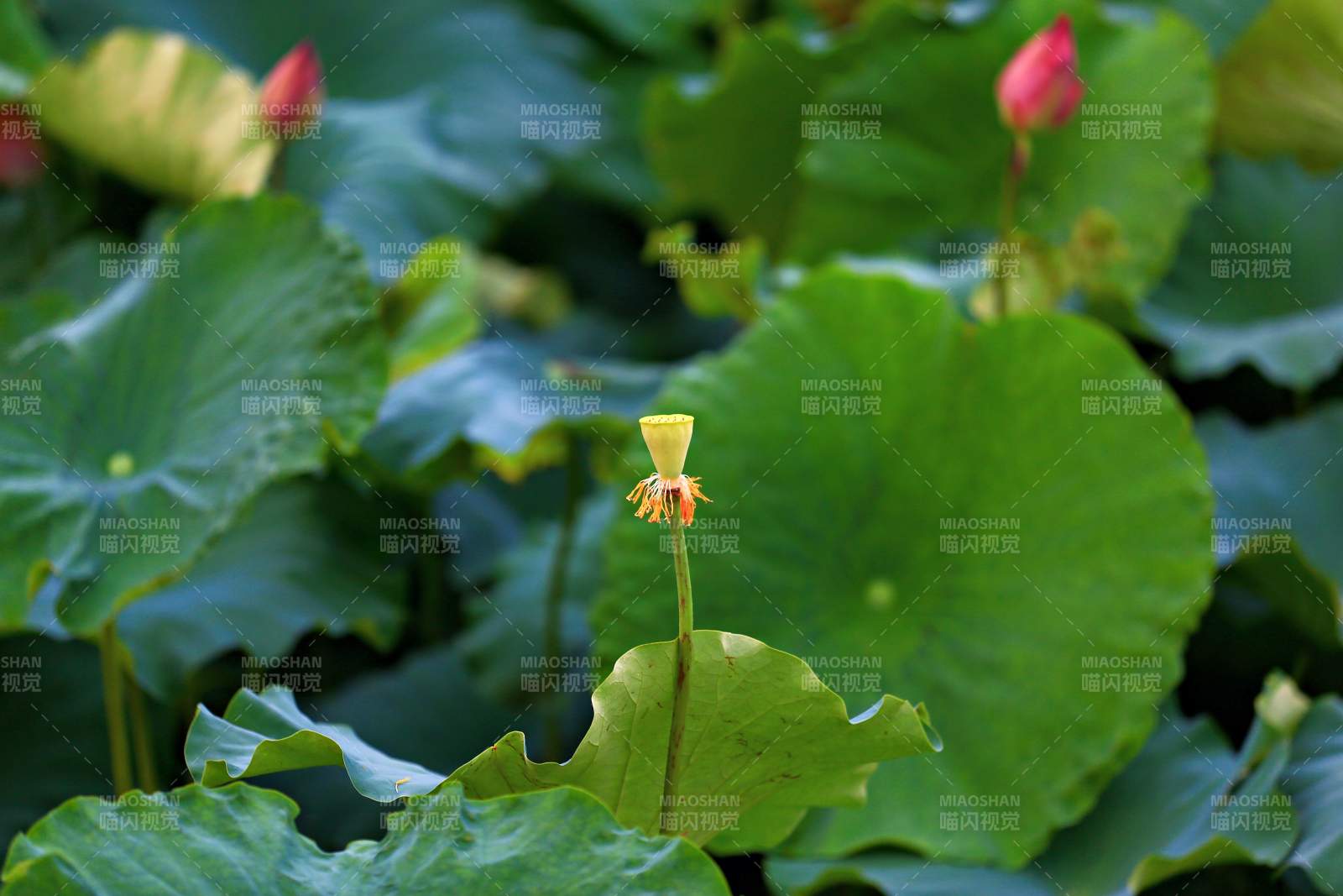 荷塘中的黄色莲花苞图片