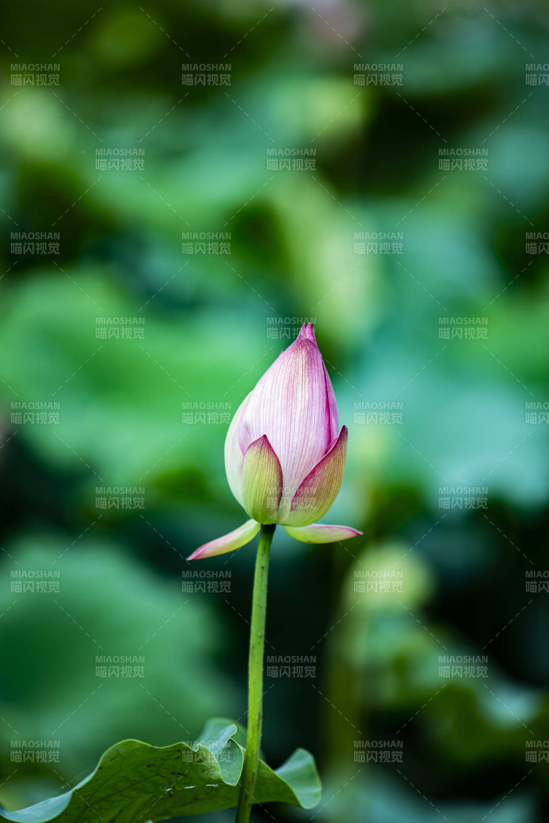 含苞待放的莲花图片