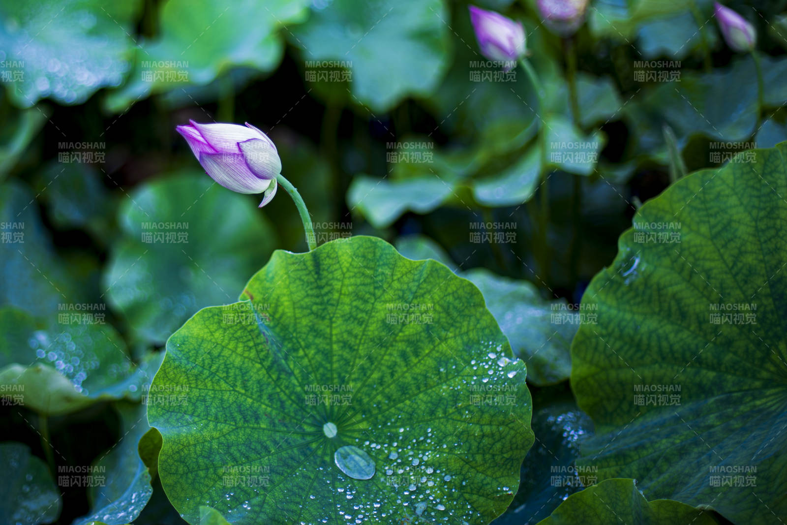 雨后荷花 清新绿意图片