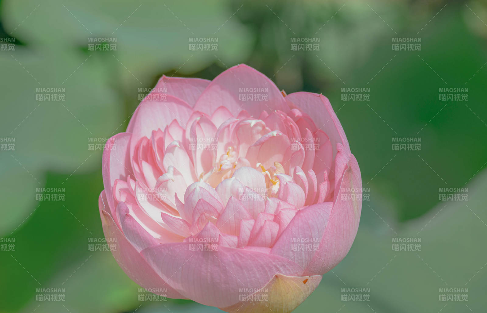 粉色莲花绽放之美图片