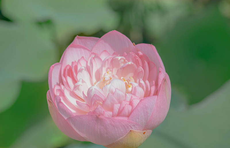 粉色莲花绽放之美图片