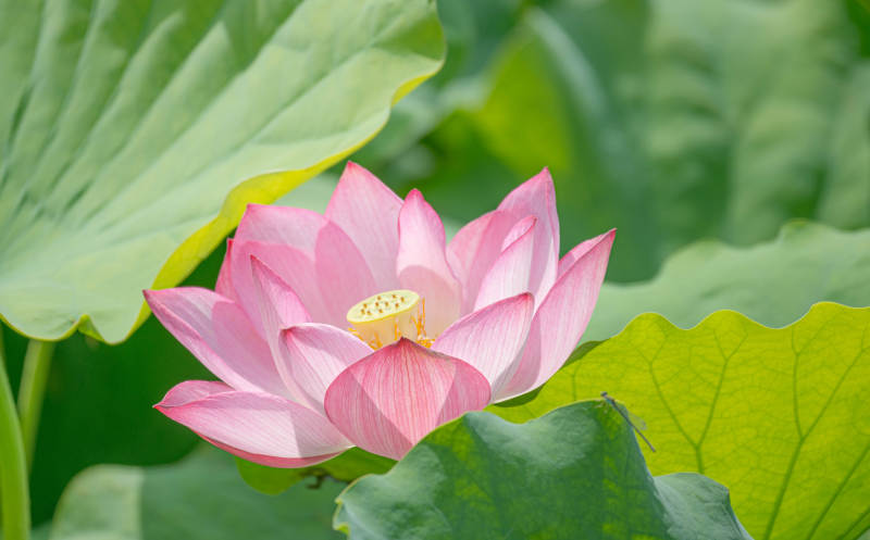 粉嫩莲花映绿叶图片