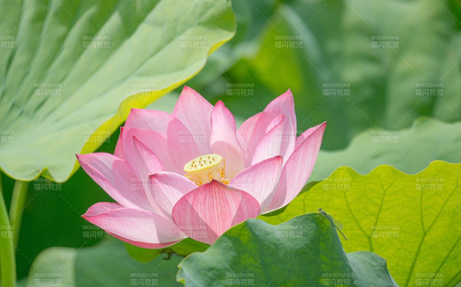 粉嫩莲花映绿叶图片