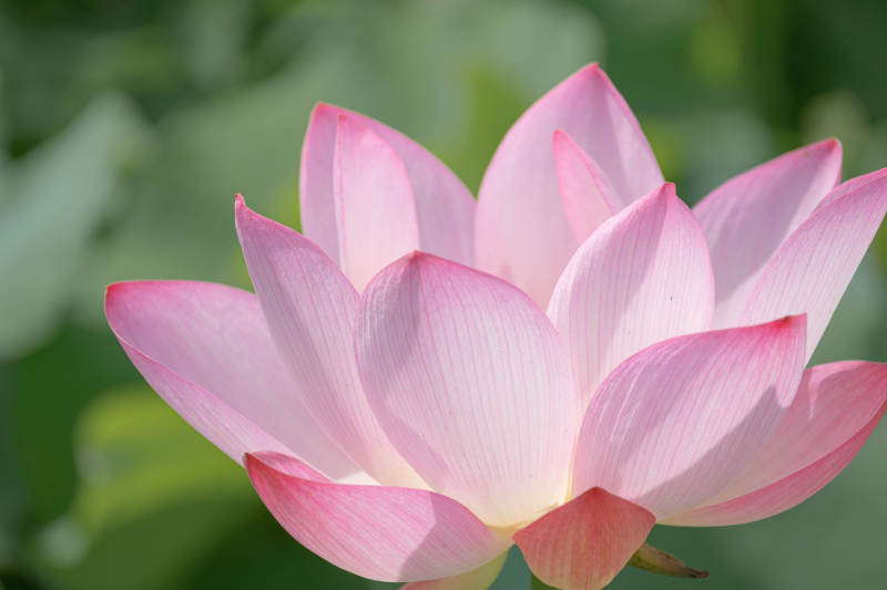 粉色莲花绽放美丽瞬间图片