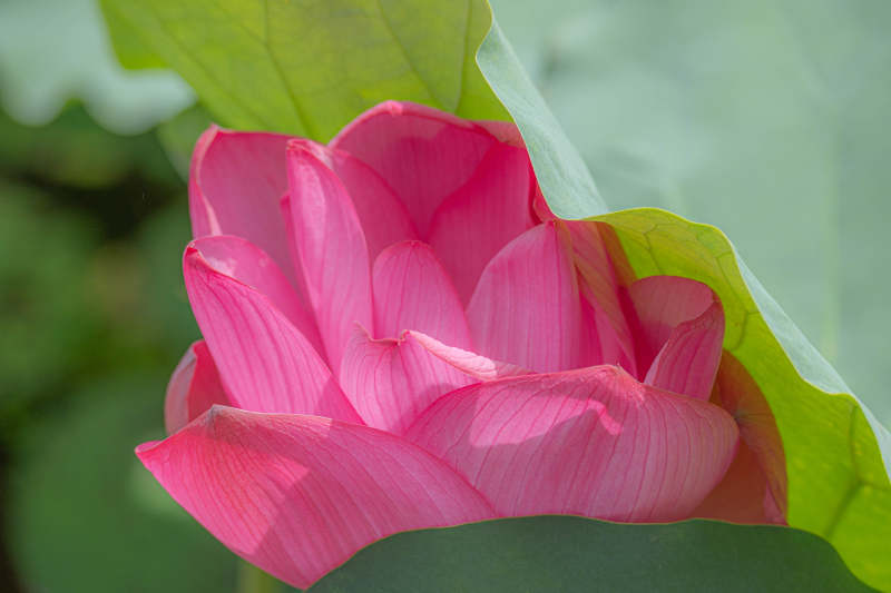 粉红莲花绽放于绿叶间图片